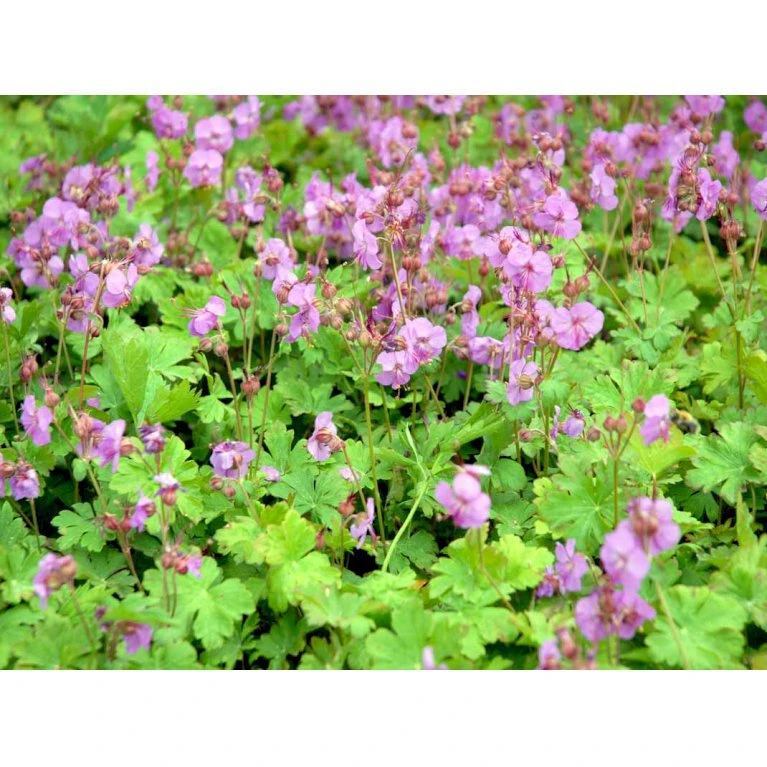 Engelsk Storkenæb 'Karmina' Geranium Cantabrigiense 'Karmina' 10 Cm. Potte 6 Engelsk Storkenæb 'Karmina' Geranium Cantabrigiense 'Karmina' 10 Cm. Potte - Billede 6