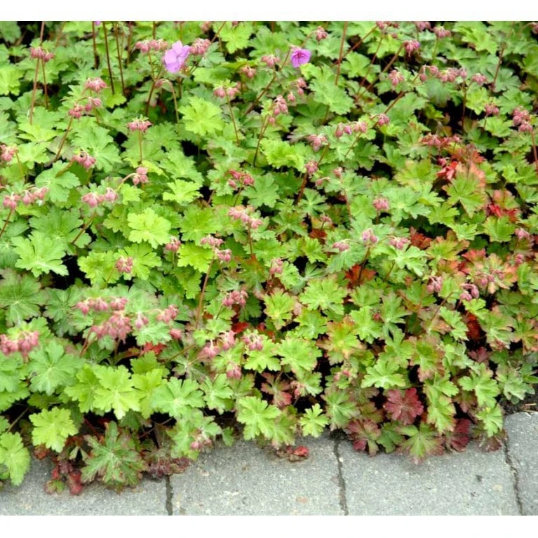 Engelsk Storkenæb 'Karmina' Geranium Cantabrigiense 'Karmina' 10 Cm. Potte 7 Engelsk Storkenæb 'Karmina' Geranium Cantabrigiense 'Karmina' 10 Cm. Potte - Billede 7