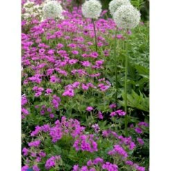 Storkenæb 'Patricia' Geranium Hybrid 'Patricia' 1 Liter Potte -Sirius Butik mi3278 geranium hybrid patricia 41a1