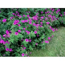 Storkenæb 'Patricia' Geranium Hybrid 'Patricia' 1 Liter Potte -Sirius Butik mi3278 geranium hybrid patricia 458b