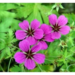 Storkenæb 'Patricia' Geranium Hybrid 'Patricia' 1 Liter Potte