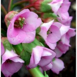 Kæmpestenbræk 'Baby Doll' Bergenia Cordifolia 'Baby Doll' 1 Liter Potte -Sirius Butik mi327 bergenia baby doll 3820