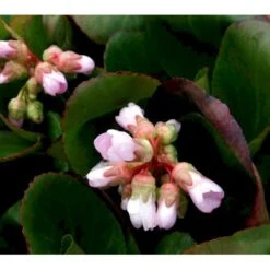 Kæmpestenbræk 'Baby Doll' Bergenia Cordifolia 'Baby Doll' 1 Liter Potte -Sirius Butik mi327 bergenia baby doll 8194