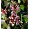 Kæmpestenbræk 'Baby Doll' Bergenia Cordifolia 'Baby Doll' 1 Liter Potte