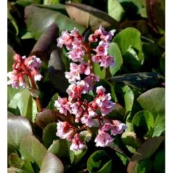 Kæmpestenbræk 'Baby Doll' Bergenia Cordifolia 'Baby Doll' 1 Liter Potte