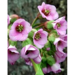 Kæmpestenbræk 'Baby Doll' Bergenia Cordifolia 'Baby Doll' 1 Liter Potte -Sirius Butik mi327 bergenia baby doll ebec