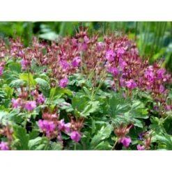 Storrodet Storkenæb 'Bevan's Variety' Geranium Macrorrhizum 'Bevan's Variety' 10 Cm. Potte -Sirius Butik mi3285 geranium macrorrhizum bevan s variety 9e73