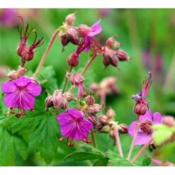 Storrodet Storkenæb 'Bevan's Variety' Geranium Macrorrhizum 'Bevan's Variety' 10 Cm. Potte -Sirius Butik mi3285 geranium macrorrhizum bevan s variety c144