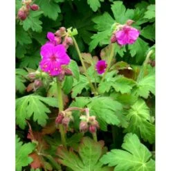 Storrodet Storkenæb 'Bevan's Variety' Geranium Macrorrhizum 'Bevan's Variety' 10 Cm. Potte -Sirius Butik mi3285 geranium macrorrhizum bevan s variety d5c1