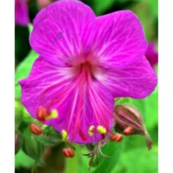 Storrodet Storkenæb 'Bevan's Variety' Geranium Macrorrhizum 'Bevan's Variety' 10 Cm. Potte -Sirius Butik mi3285 geranium macrorrhizum bevan s variety e201