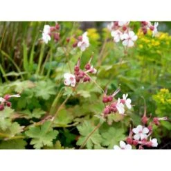 Storrodet Storkenæb 'Spessart' Geranium Macrorrhizum 'Spessart' 10 Cm. Potte -Sirius Butik mi3287 geranium macrorrhizum spessart 17d6