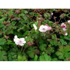 Storrodet Storkenæb 'Spessart' Geranium Macrorrhizum 'Spessart' 10 Cm. Potte -Sirius Butik mi3287 geranium macrorrhizum spessart 1a89