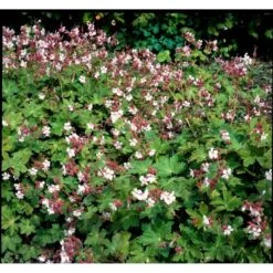 Storrodet Storkenæb 'Spessart' Geranium Macrorrhizum 'Spessart' 10 Cm. Potte -Sirius Butik mi3287 geranium macrorrhizum spessart f863