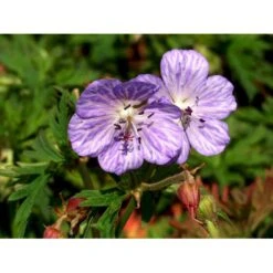 Eng-Storkenæb 'Mrs Kendall Clark' Geranium Pratense 'Mrs Kendall Clark' 1 Liter Potte -Sirius Butik mi3289 geranium pratense mrs kendall clark f6df