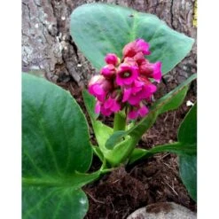 Kæmpestenbræk 'Rotblum' Bergenia Cordifolia 'Rotblum' 1 Liter Potte -Sirius Butik mi328 bergenia cordifolia rotblum 9ad7