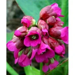 Kæmpestenbræk 'Rotblum' Bergenia Cordifolia 'Rotblum' 1 Liter Potte -Sirius Butik mi328 bergenia cordifolia rotblum cfe8