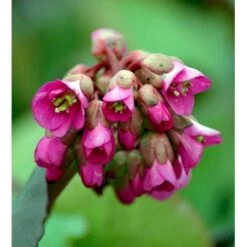 Kæmpestenbræk 'Rotblum' Bergenia Cordifolia 'Rotblum' 1 Liter Potte -Sirius Butik mi328 bergenia cordifolia rotblum dbac