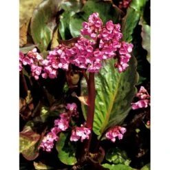 Kæmpestenbræk 'Rotblum' Bergenia Cordifolia 'Rotblum' 1 Liter Potte -Sirius Butik mi328 bergenia cordifolia rotblum fc92