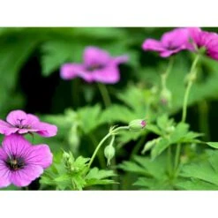 Armenisk Storkenæb Geranium Psilostemon 1 Liter Potte -Sirius Butik mi3291 geranium psilostemon c0bd
