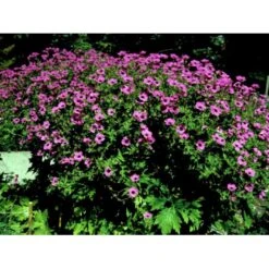 Armenisk Storkenæb Geranium Psilostemon 1 Liter Potte -Sirius Butik mi3291 geranium psilostemon e28d