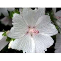 Moskus-Katost 'Alba' Malva Moschata 'Alba' 1 Liter Potte -Sirius Butik mi3301 malva moschata alba 4b03