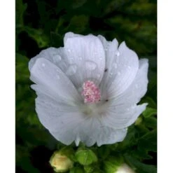 Moskus-Katost 'Alba' Malva Moschata 'Alba' 1 Liter Potte -Sirius Butik mi3301 malva moschata alba a8df