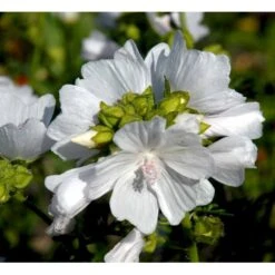 Moskus-Katost 'Alba' Malva Moschata 'Alba' 1 Liter Potte -Sirius Butik mi3301 malva moschata alba fcea