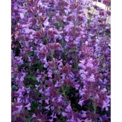 Blåkant 'Walker's Low' Nepeta Faassenii 'Walker's Low' 1 Liter Potte -Sirius Butik mi3305 nepeta walker s low 2ee1
