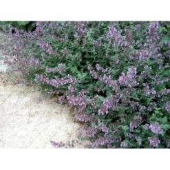 Blåkant 'Walker's Low' Nepeta Faassenii 'Walker's Low' 1 Liter Potte -Sirius Butik mi3305 nepeta walker s low ab80