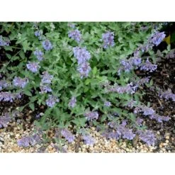 Blåkant 'Walker's Low' Nepeta Faassenii 'Walker's Low' 1 Liter Potte -Sirius Butik mi3305 nepeta walker s low b56a