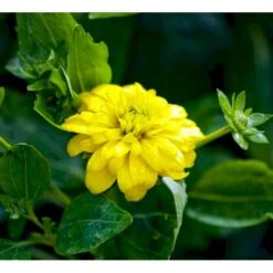 Solhat 'Goldquelle' Rudbeckia Laciniata 'Goldquelle' 1 Liter Potte -Sirius Butik mi3306 rudbeckia laciniata goldquelle 04cd