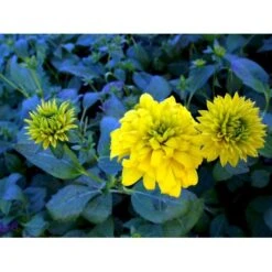 Solhat 'Goldquelle' Rudbeckia Laciniata 'Goldquelle' 1 Liter Potte -Sirius Butik mi3306 rudbeckia laciniata goldquelle 3229