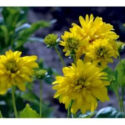 Solhat 'Goldquelle' Rudbeckia Laciniata 'Goldquelle' 1 Liter Potte -Sirius Butik mi3306 rudbeckia laciniata goldquelle c4d0