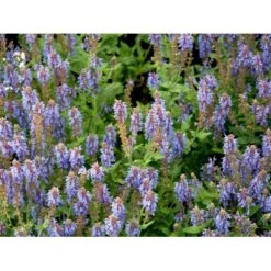 Staude-Salvie 'Blauhügel' Salvia Nemorosa 'Blauhügel' 1 Liter Potte 12 Staude-Salvie 'Blauhügel' Salvia Nemorosa 'Blauhügel' 1 Liter Potte -Sirius Butik mi3307 salvia nemorosa blauhuegel 3dce