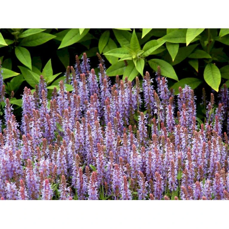 Staude-Salvie 'Blauhügel' Salvia Nemorosa 'Blauhügel' 1 Liter Potte 7 Staude-Salvie 'Blauhügel' Salvia Nemorosa 'Blauhügel' 1 Liter Potte - Billede 7