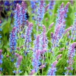 Staude-Salvie 'Blauhügel' Salvia Nemorosa 'Blauhügel' 1 Liter Potte 10 Staude-Salvie 'Blauhügel' Salvia Nemorosa 'Blauhügel' 1 Liter Potte -Sirius Butik mi3307 salvia nemorosa blauhuegel a8d3