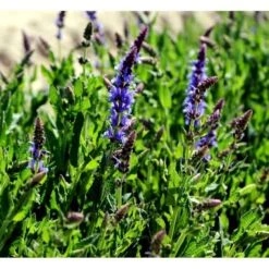 Staude-Salvie 'Blauhügel' Salvia Nemorosa 'Blauhügel' 1 Liter Potte 11 Staude-Salvie 'Blauhügel' Salvia Nemorosa 'Blauhügel' 1 Liter Potte -Sirius Butik mi3307 salvia nemorosa blauhuegel b2d3