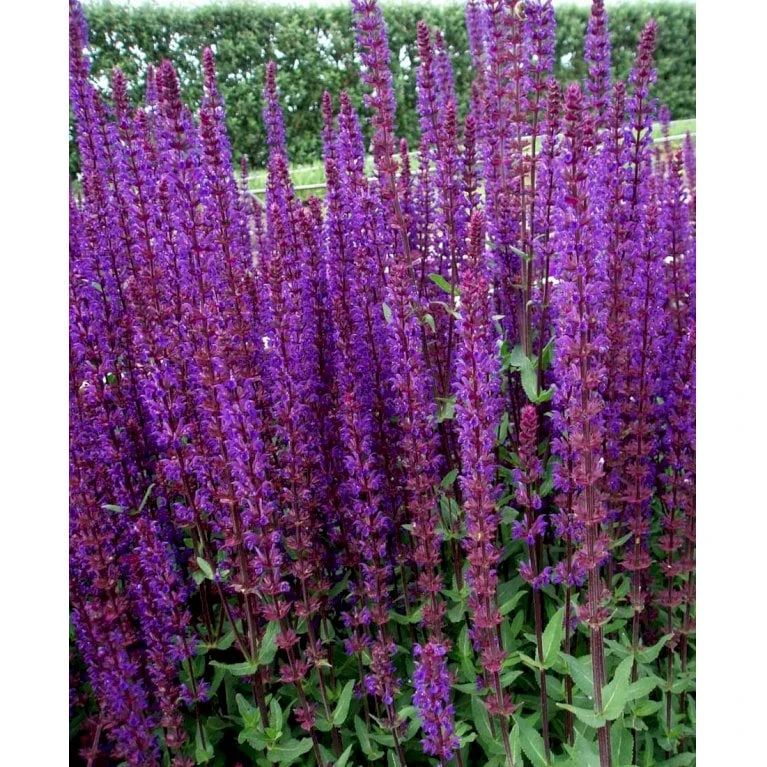 Staude-Salvie 'Caradonna' Salvia Nemorosa 'Caradonna' 1 Liter Potte 6 Staude-Salvie 'Caradonna' Salvia Nemorosa 'Caradonna' 1 Liter Potte - Billede 6