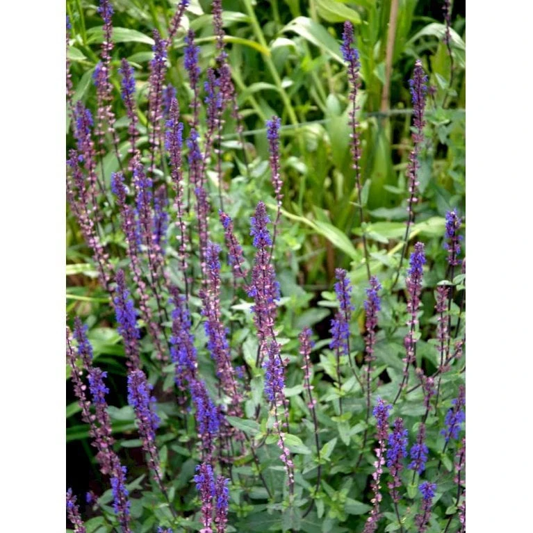 Staude-Salvie 'Caradonna' Salvia Nemorosa 'Caradonna' 1 Liter Potte 5 Staude-Salvie 'Caradonna' Salvia Nemorosa 'Caradonna' 1 Liter Potte - Billede 5