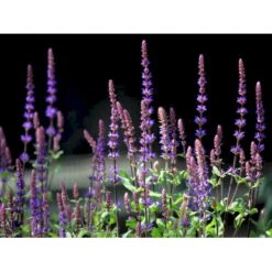 Staude-Salvie 'Caradonna' Salvia Nemorosa 'Caradonna' 1 Liter Potte 10 Staude-Salvie 'Caradonna' Salvia Nemorosa 'Caradonna' 1 Liter Potte -Sirius Butik mi3308 salvia nemorosa carodonna bfe8