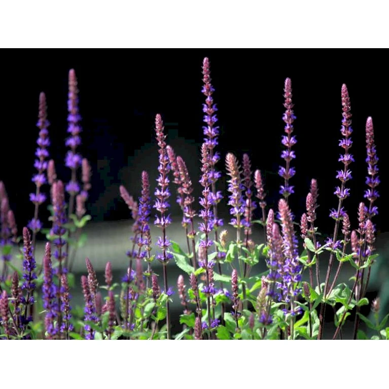 Staude-Salvie 'Caradonna' Salvia Nemorosa 'Caradonna' 1 Liter Potte 4 Staude-Salvie 'Caradonna' Salvia Nemorosa 'Caradonna' 1 Liter Potte - Billede 4