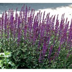 Staude-Salvie 'Caradonna' Salvia Nemorosa 'Caradonna' 1 Liter Potte 13 Staude-Salvie 'Caradonna' Salvia Nemorosa 'Caradonna' 1 Liter Potte -Sirius Butik mi3308 salvia nemorosa carodonna e8ec