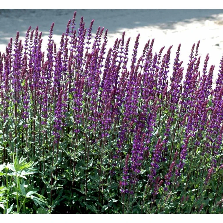 Staude-Salvie 'Caradonna' Salvia Nemorosa 'Caradonna' 1 Liter Potte 7 Staude-Salvie 'Caradonna' Salvia Nemorosa 'Caradonna' 1 Liter Potte - Billede 7