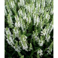Staude-Salvie 'Schneehügel' Salvia Nemorosa 'Schneehügel' 1 Liter Potte 8 Staude-Salvie 'Schneehügel' Salvia Nemorosa 'Schneehügel' 1 Liter Potte -Sirius Butik mi3309 salvia nemorosa schneehuegel 2309