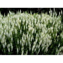 Staude-Salvie 'Schneehügel' Salvia Nemorosa 'Schneehügel' 1 Liter Potte 9 Staude-Salvie 'Schneehügel' Salvia Nemorosa 'Schneehügel' 1 Liter Potte -Sirius Butik mi3309 salvia nemorosa schneehuegel 6e05