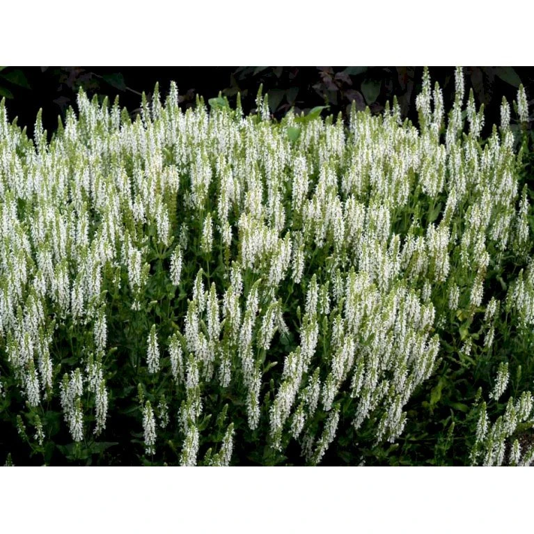 Staude-Salvie 'Schneehügel' Salvia Nemorosa 'Schneehügel' 1 Liter Potte 5 Staude-Salvie 'Schneehügel' Salvia Nemorosa 'Schneehügel' 1 Liter Potte - Billede 5