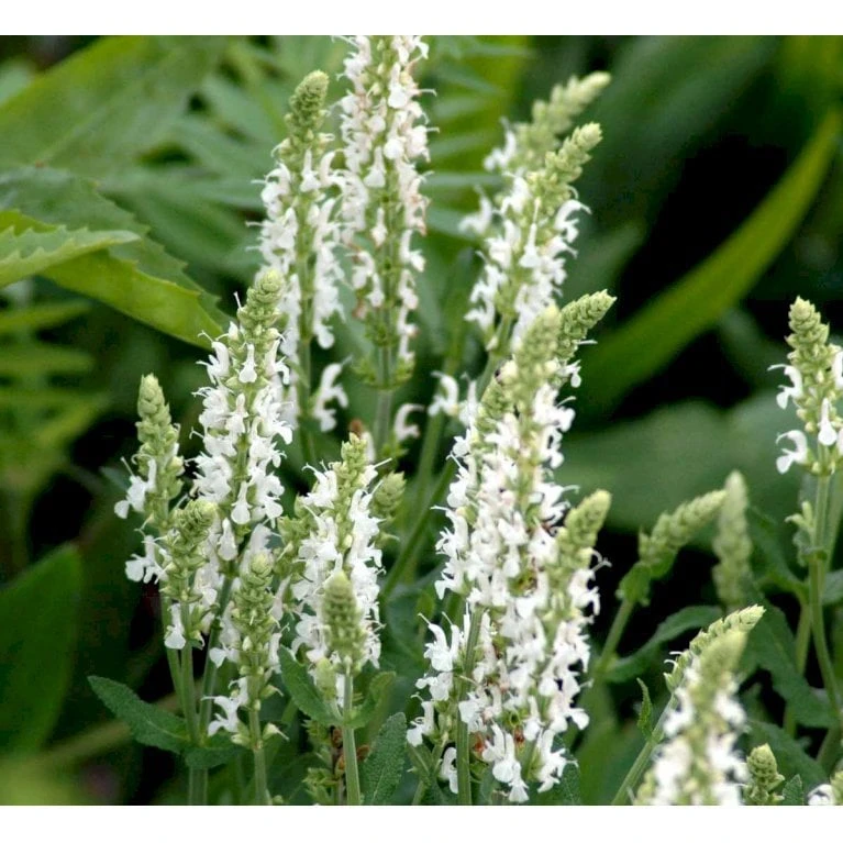 Staude-Salvie 'Schneehügel' Salvia Nemorosa 'Schneehügel' 1 Liter Potte 3 Staude-Salvie 'Schneehügel' Salvia Nemorosa 'Schneehügel' 1 Liter Potte - Billede 3