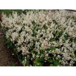 Høststenbræk Saxifraga Cortusifolia Var. Fortunei 1 Liter Potte -Sirius Butik mi3317 saxifraga cortusifolia var fortunei 2e22