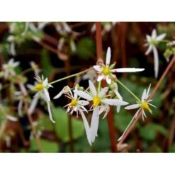 Høststenbræk Saxifraga Cortusifolia Var. Fortunei 1 Liter Potte -Sirius Butik mi3317 saxifraga cortusifolia var fortunei 62cc