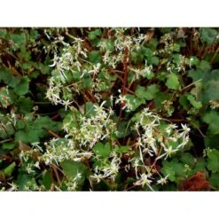 Høststenbræk Saxifraga Cortusifolia Var. Fortunei 1 Liter Potte -Sirius Butik mi3317 saxifraga cortusifolia var fortunei 765e